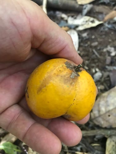 Siphonodon membranaceus (Ivorywood) — photo
