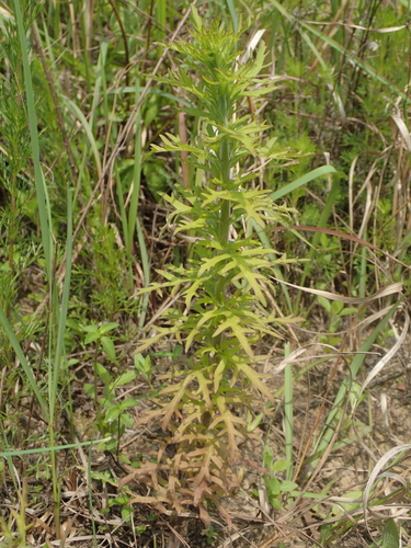 Siphonostegia chinensis (Chi-jou-ts'ai) — photo