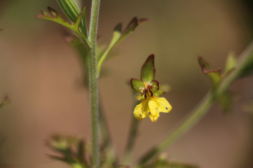 Siphonostegia chinensis (Chi-jou-ts'ai) — photo