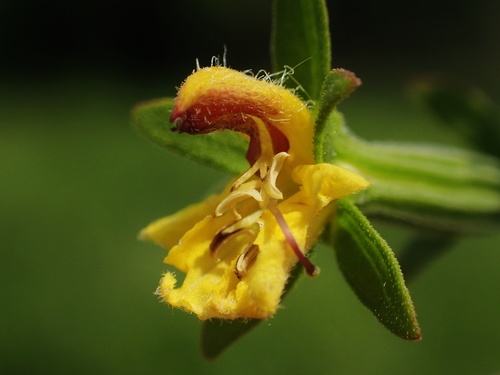 Siphonostegia chinensis