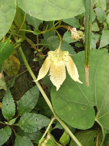 Siraitia grosvenorii (Lo han kuo) — photo