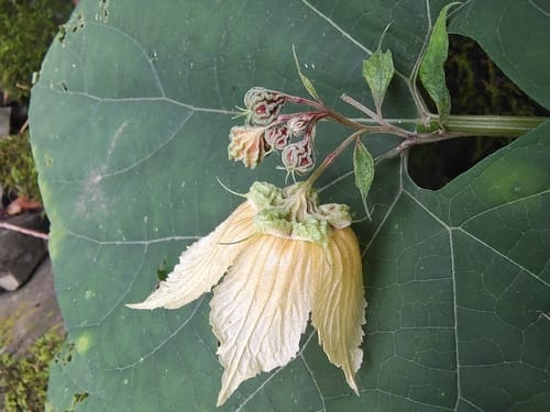 Siraitia grosvenorii (Lo han kuo) — photo