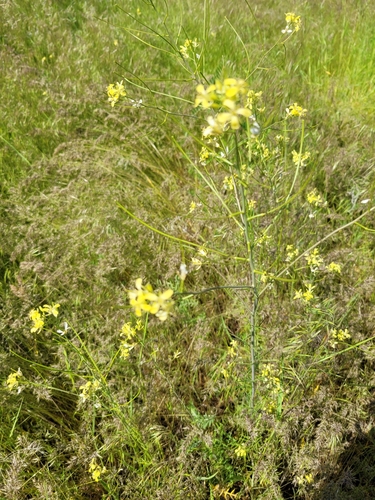 Sisymbrium altissimum (Tumble Mustard) — photo