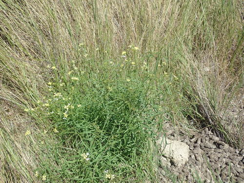 Sisymbrium altissimum (Tumble Mustard) — photo