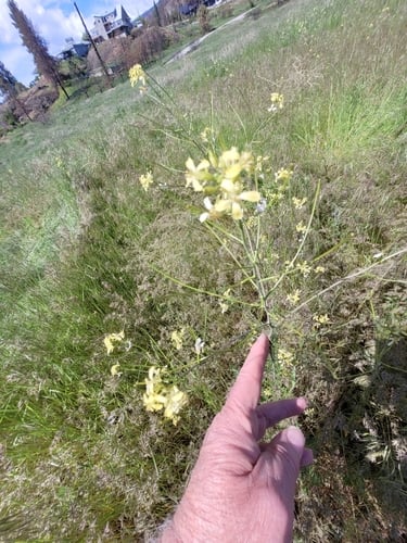 Sisymbrium altissimum