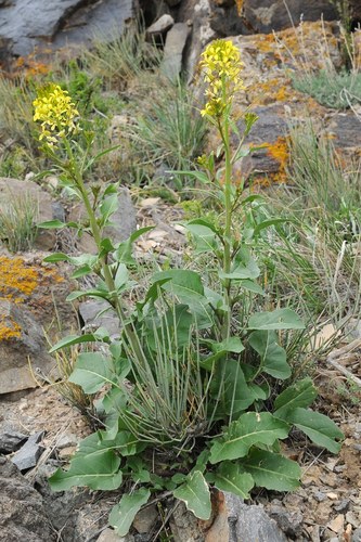 Sisymbrium brassiciforme — photo
