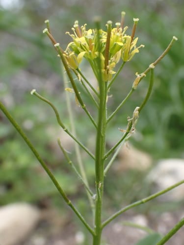 Sisymbrium capense (Wild mustard) — photo