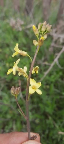 Sisymbrium crassifolium — photo