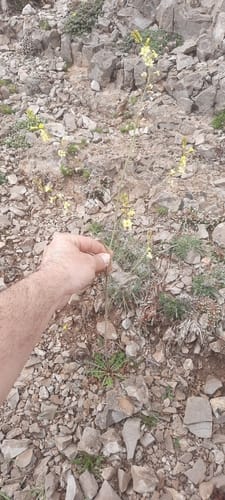 Sisymbrium crassifolium — photo