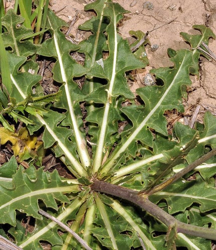 Sisymbrium crassifolium