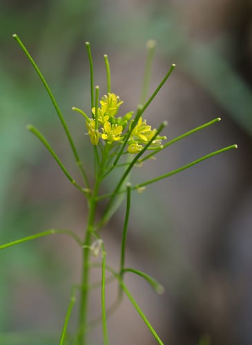 Sisymbrium heteromallum — photo