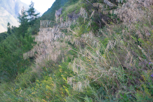 Sisymbrium heteromallum