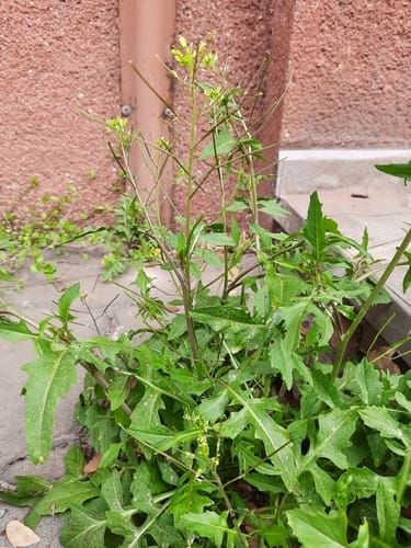 Sisymbrium irio (London rocket) — photo