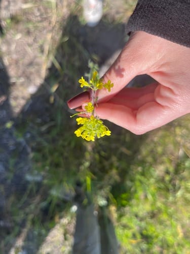 Sisymbrium loeselii (False London rocket) — photo