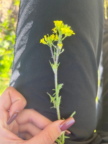 Sisymbrium loeselii (False London rocket) — photo