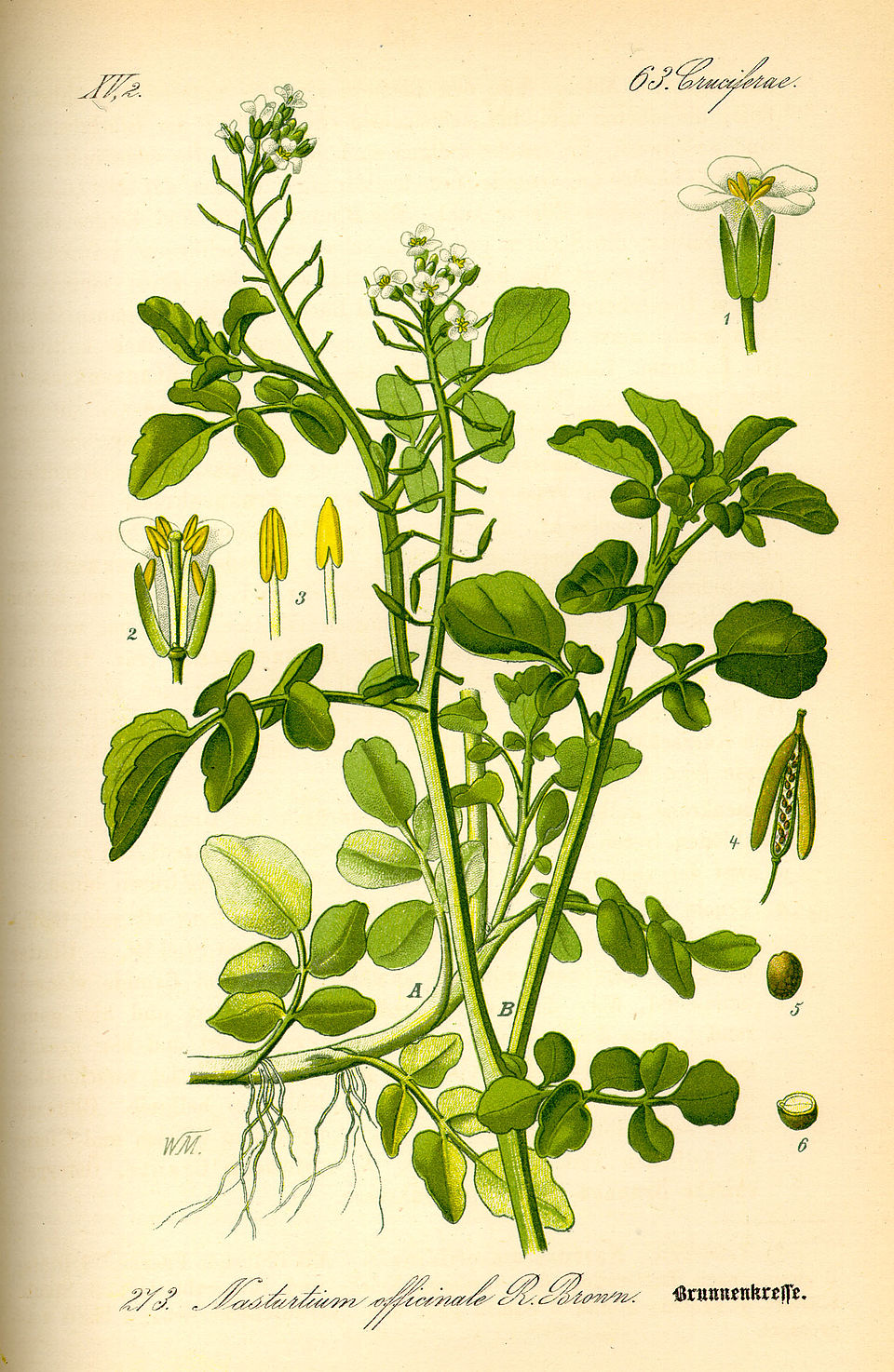 Sisymbrium nasturtium — photo