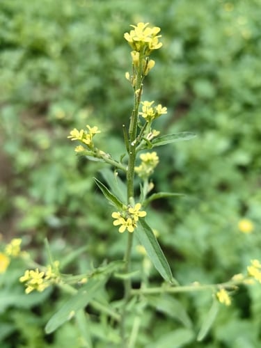 Sisymbrium officinale (Hedge Mustard) — photo