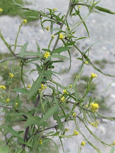 Sisymbrium officinale (Hedge Mustard) — photo