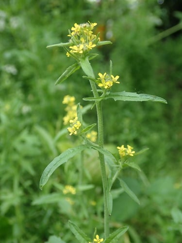 Sisymbrium officinale
