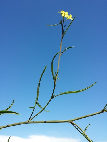 Sisymbrium orientale (Eastern Rocket) — photo