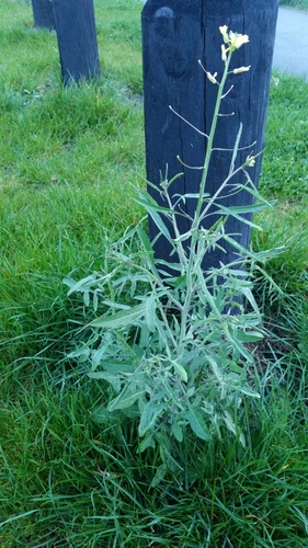 Sisymbrium orientale (Eastern Rocket) — photo