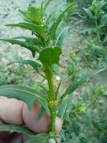 Sisymbrium polyceratium — photo