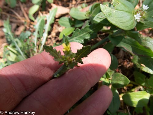 Sisymbrium turczaninowii — photo