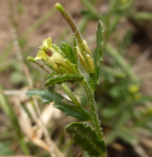 Sisymbrium turczaninowii