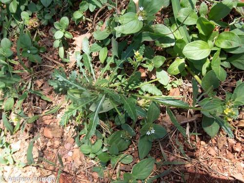 Sisymbrium turczaninowii — photo