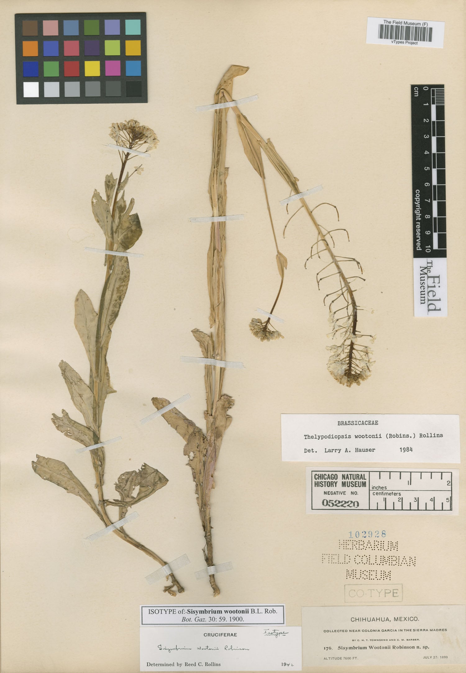 Sisymbrium wootonii — photo