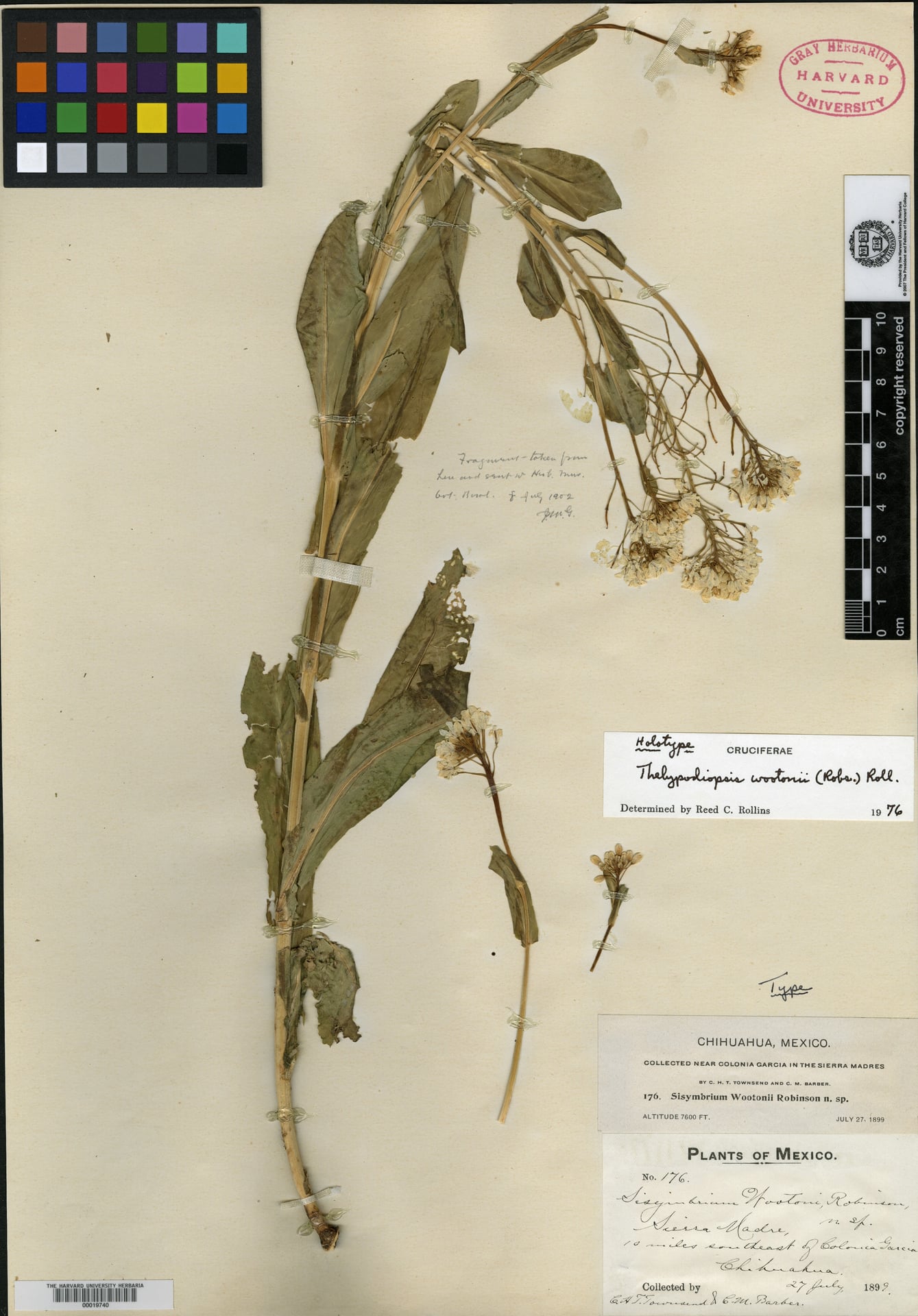 Sisymbrium wootonii — photo