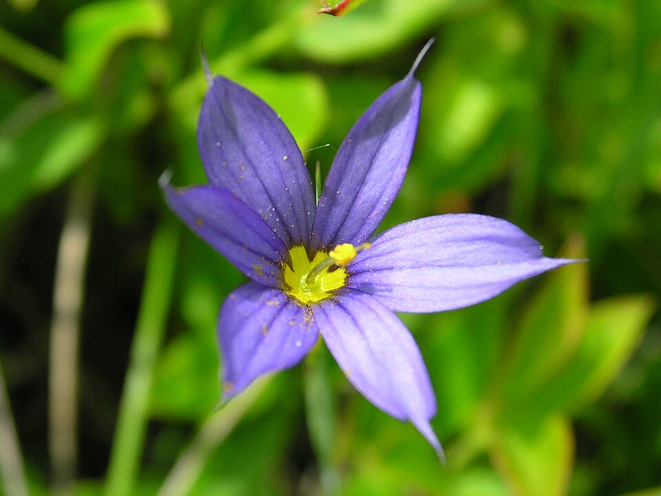 Sisyrinchium sp. (Amachoka) — photo