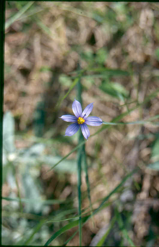 Sisyrinchium sp.