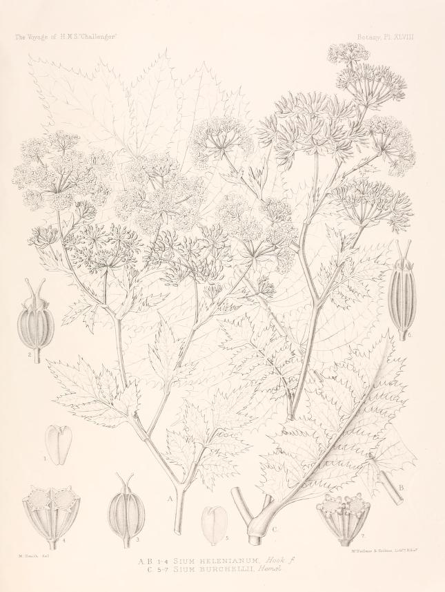 Sium helenianum (Jellico) — photo
