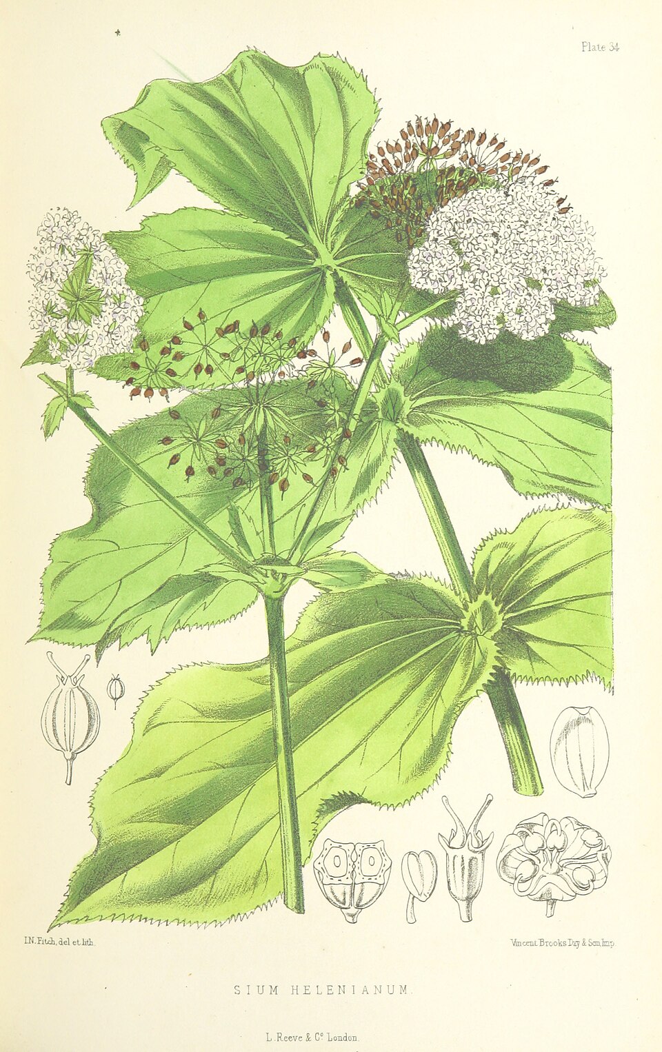 Sium helenianum
