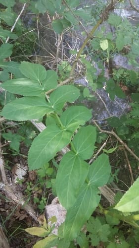 Sium latifolium (Water parsnip) — photo