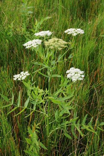 Sium latifolium