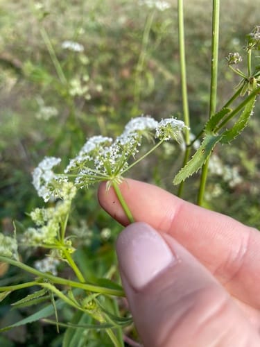Sium sisarum (Skirret) — photo