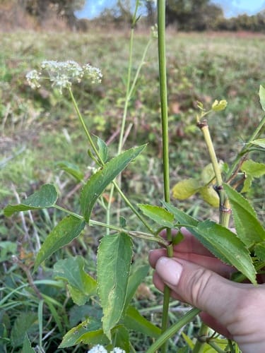 Sium sisarum (Skirret) — photo