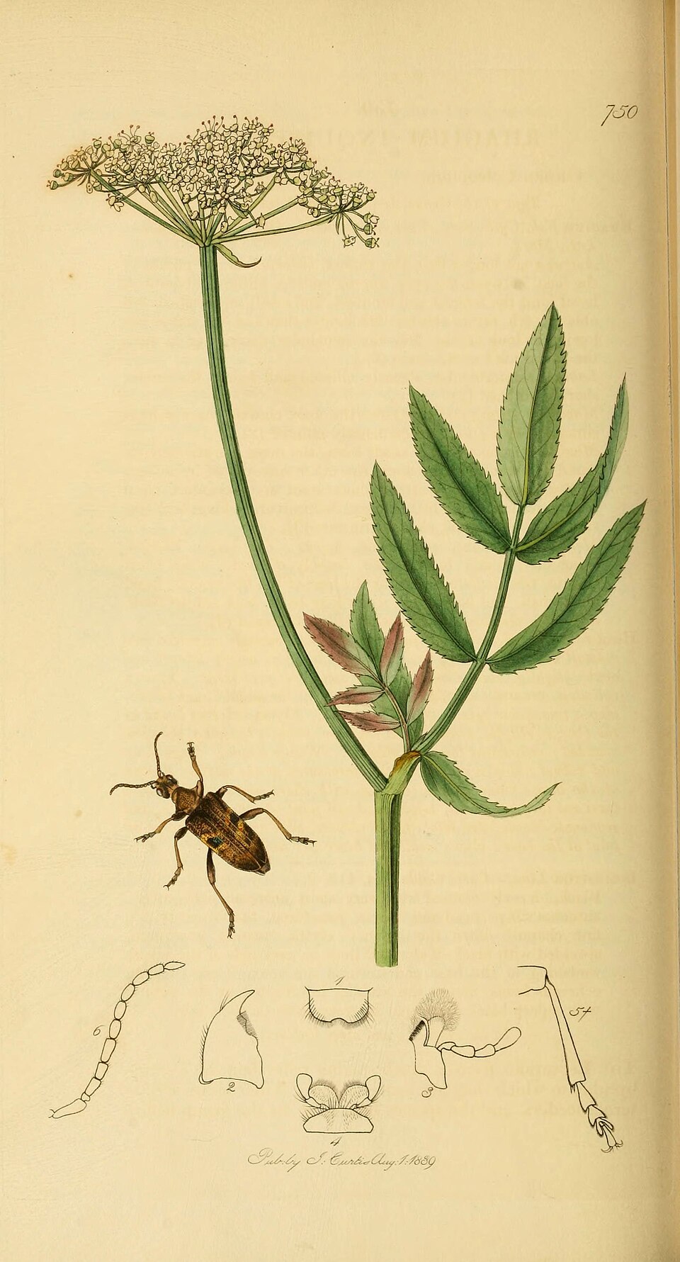 Sium sp.