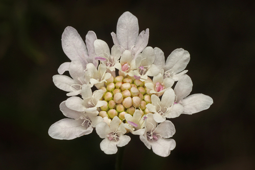 Sixalix atropurpurea