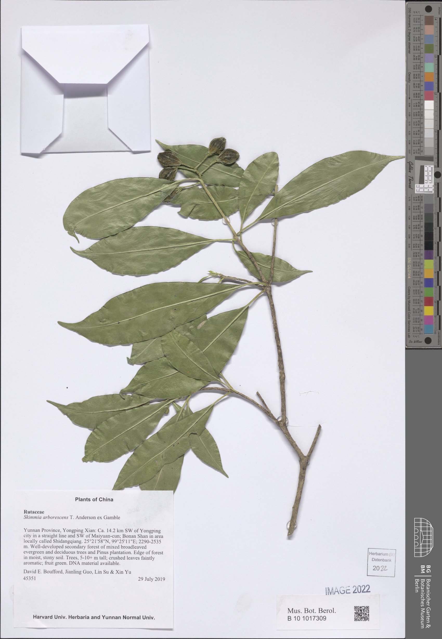 Skimmia arborescens — photo