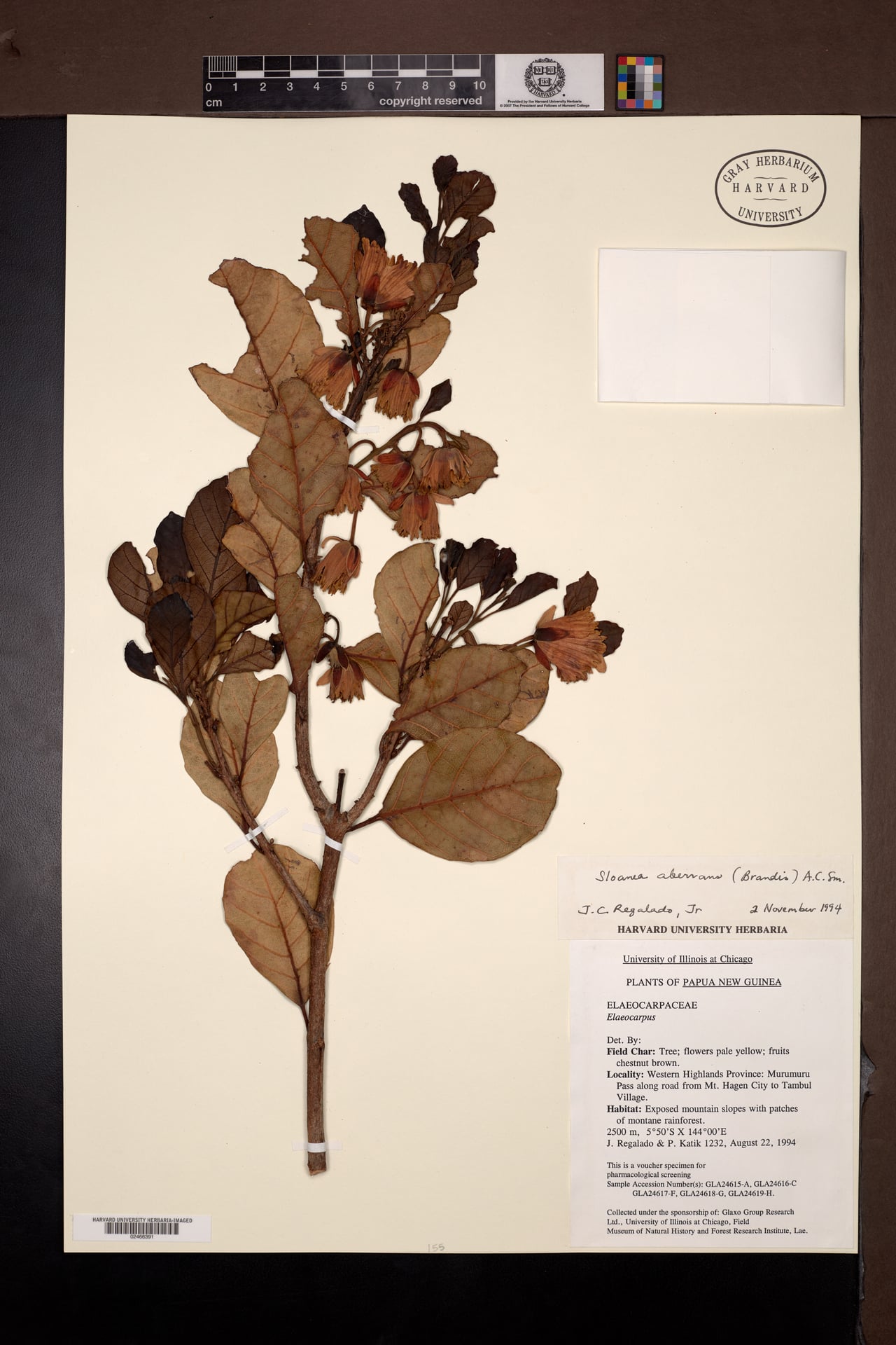 Sloanea aberrans — photo