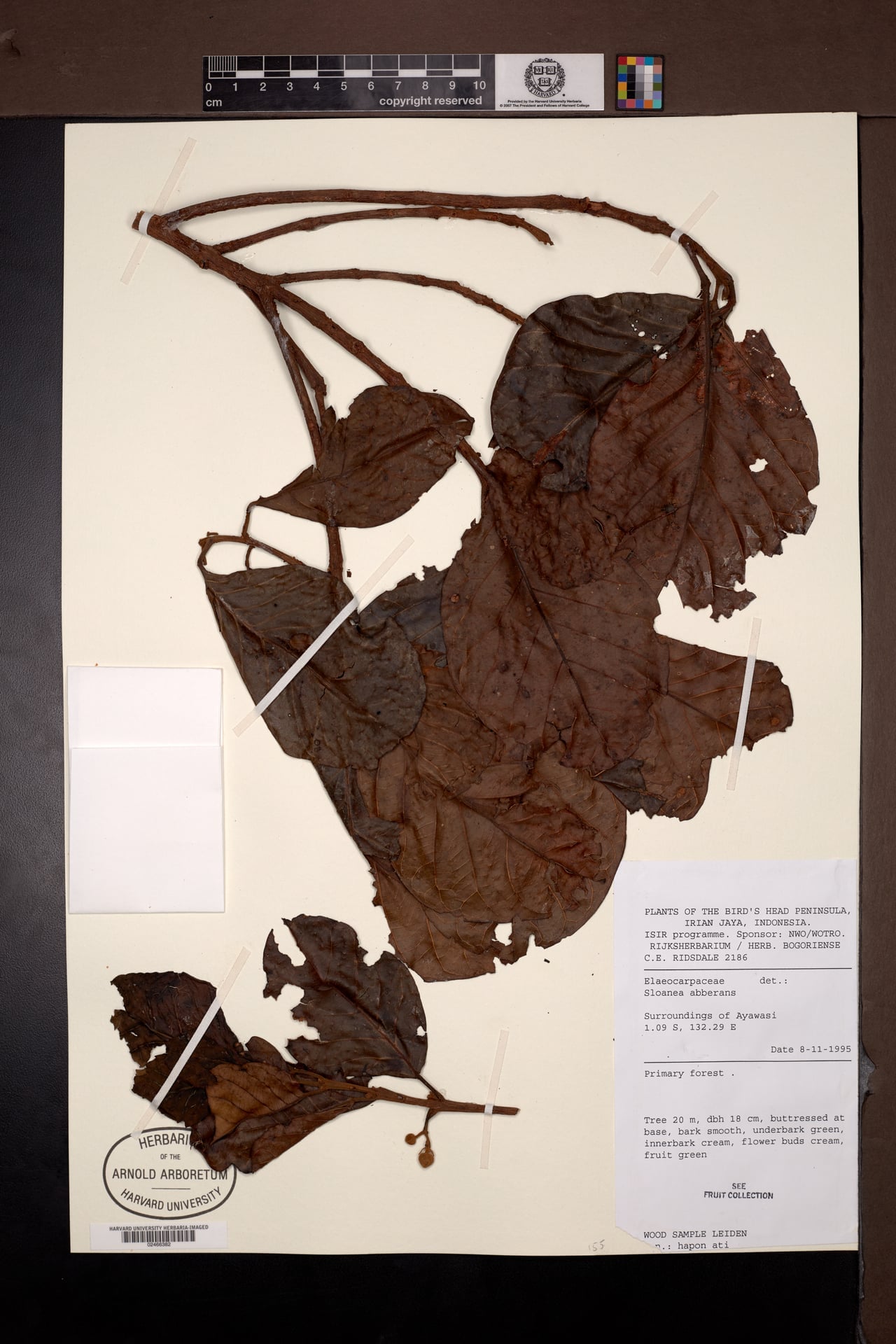 Sloanea aberrans