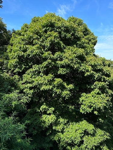 Sloanea dasycarpa — photo