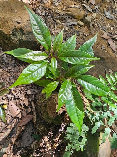 Sloanea dasycarpa — photo