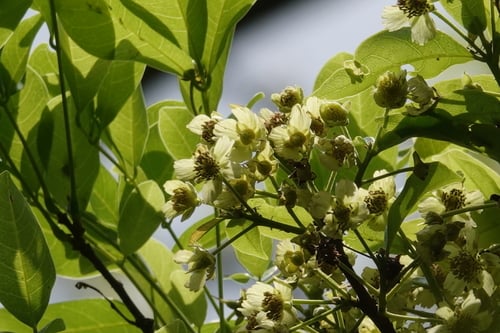 Sloanea dasycarpa