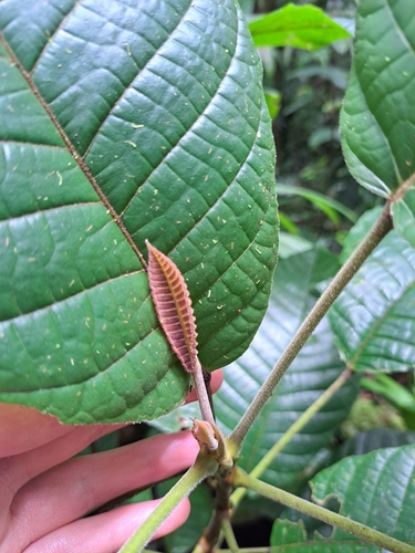 Sloanea dentata (Dentate burrwood) — photo