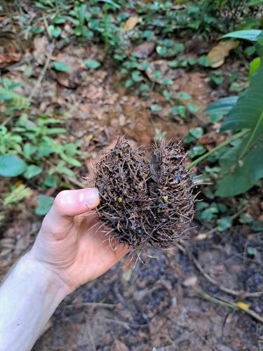 Sloanea dentata (Dentate burrwood) — photo