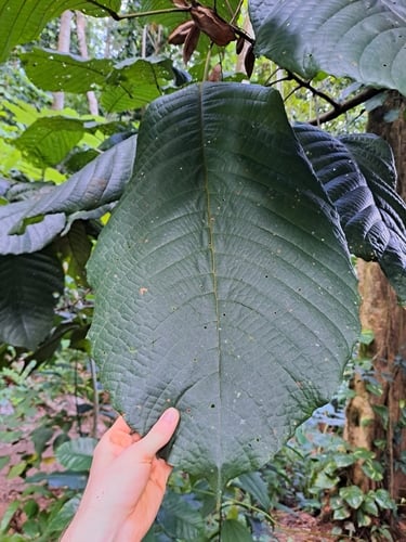 Sloanea dentata